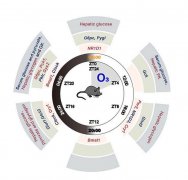 山西大學文獻：晝夜節律紊亂與臭氧誘導的小鼠肝臟葡萄糖代謝紊亂有關